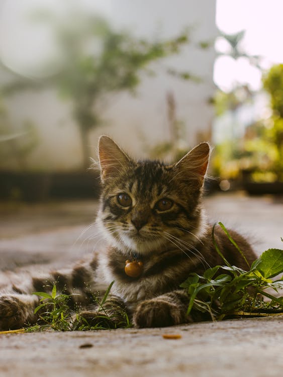 Foto stok gratis anak kucing, belum tua, binatang