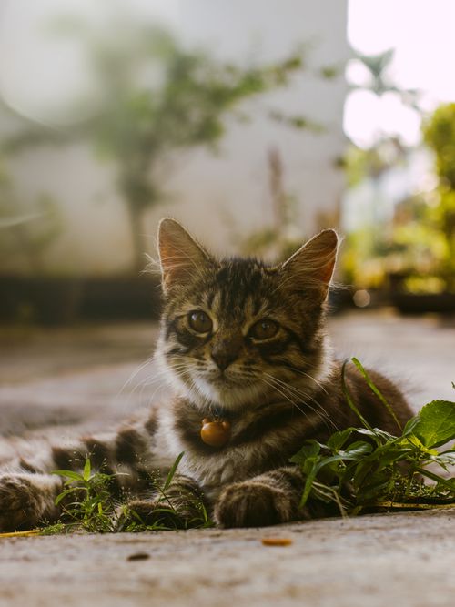 Free Adorable tabby kitten lounging in a sunny garden, surrounded by green plants. Stock Photo