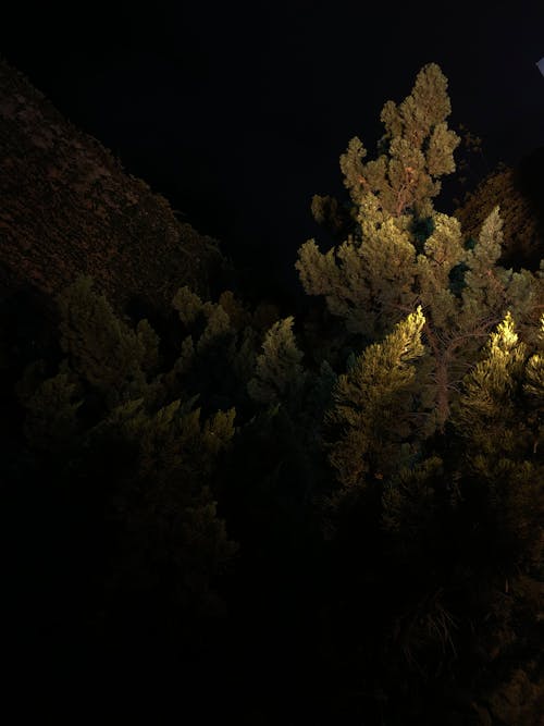 Coniferous Trees at Night