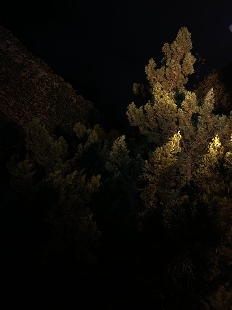 Coniferous Trees At Night