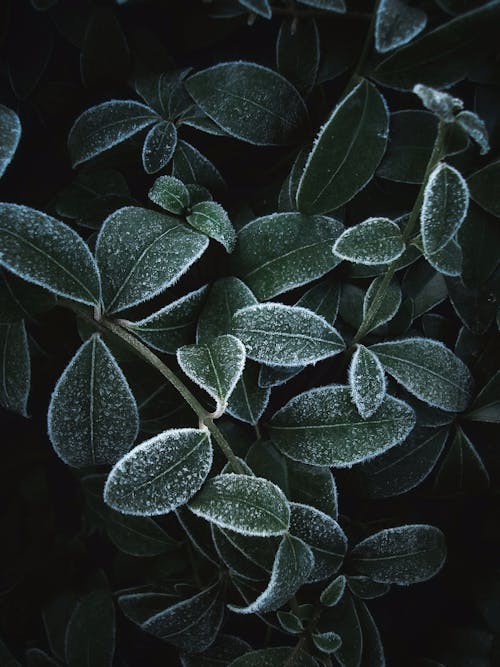 Close-Up Shot of Dark Green Leaves