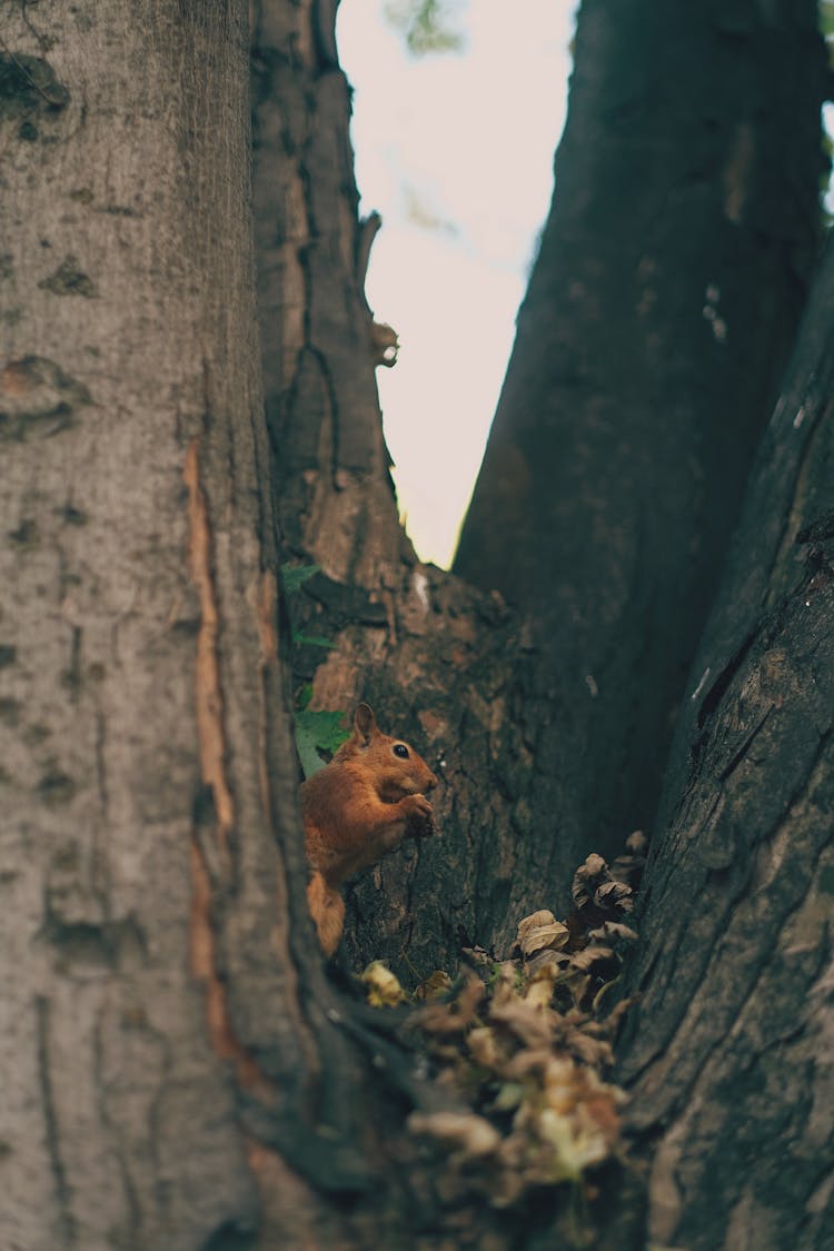 Squirrel On Tree