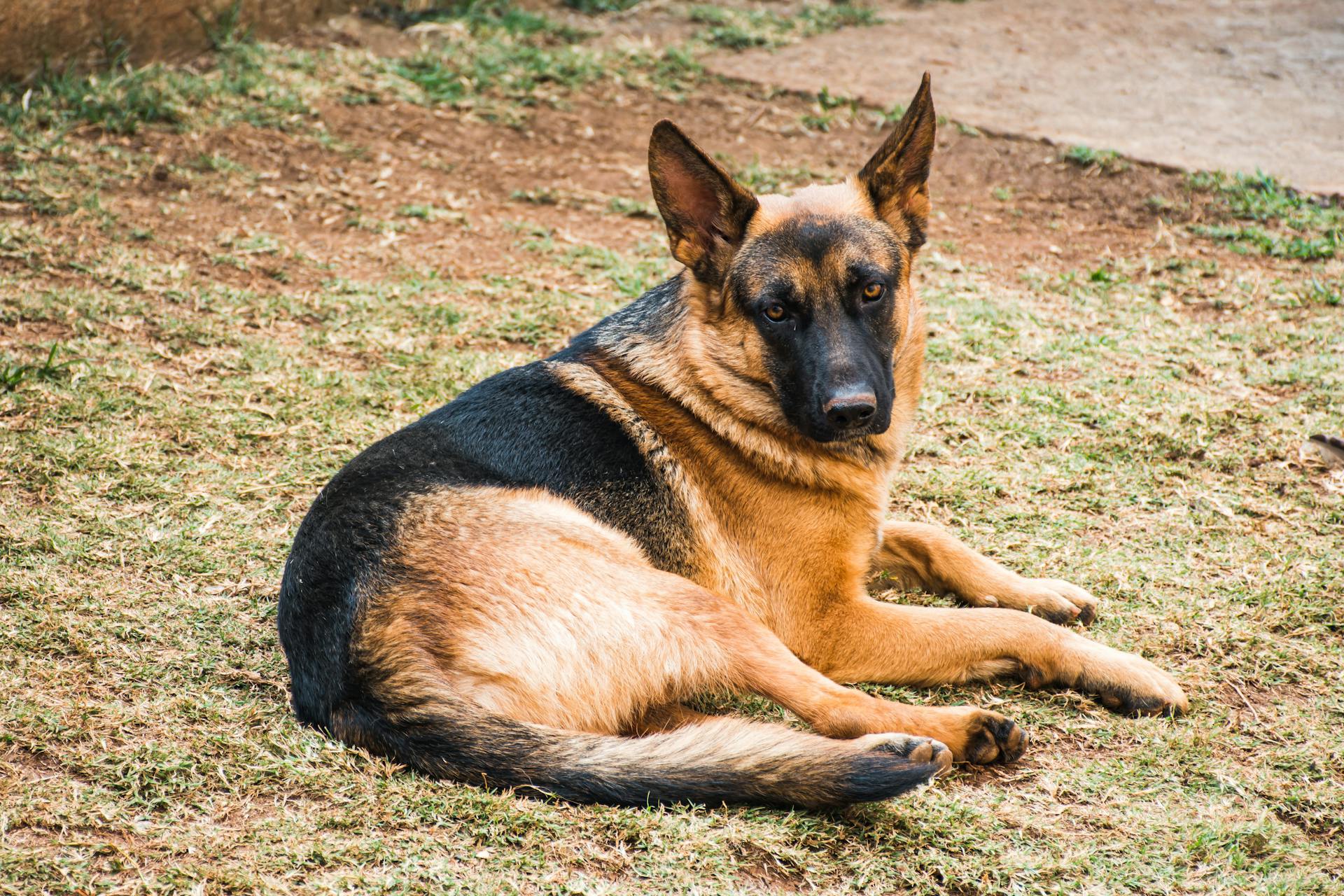 En schäferhund som ligger på marken