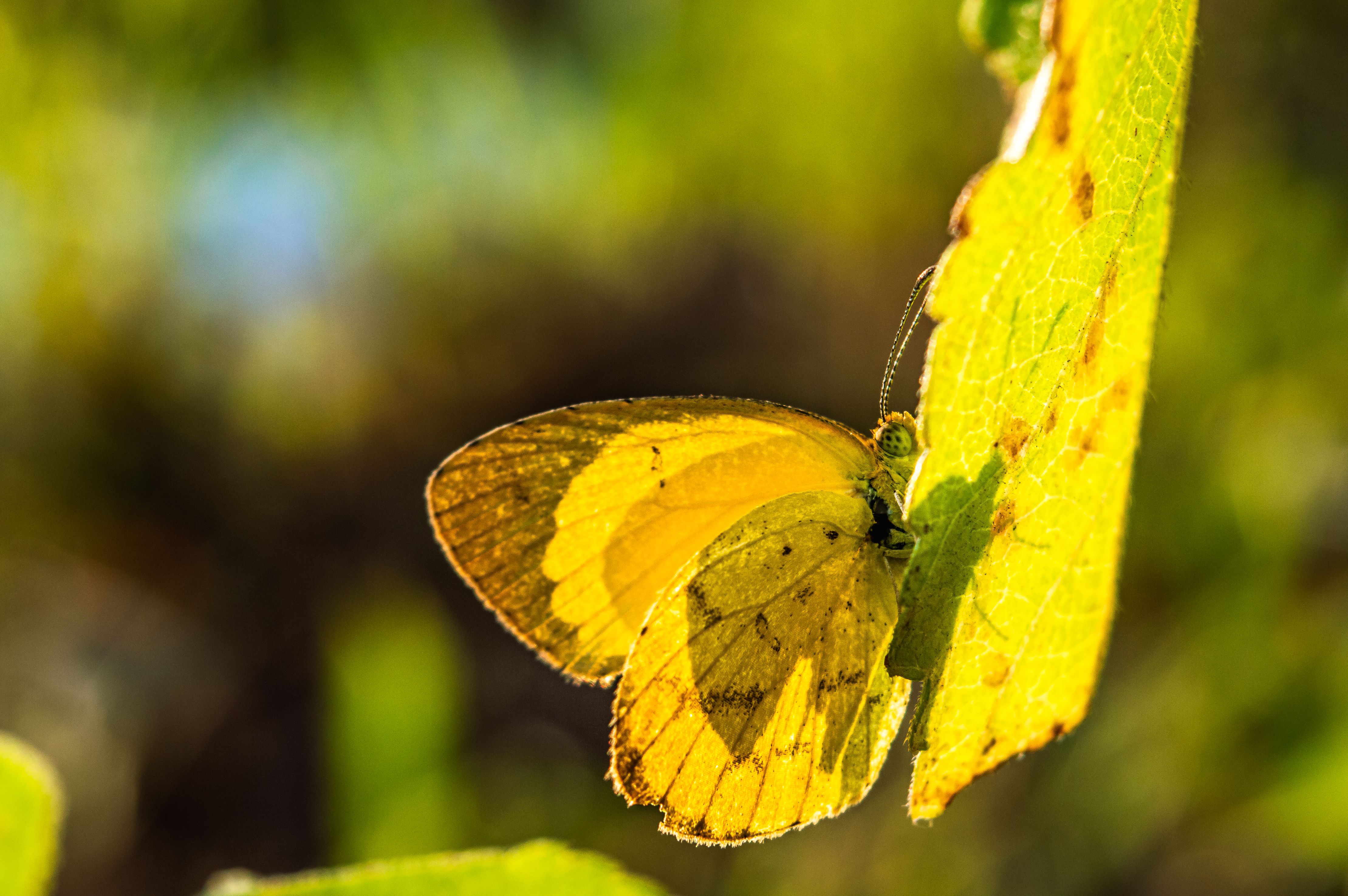 Flutter Authentication with Firebase + JWT — The Full Flow