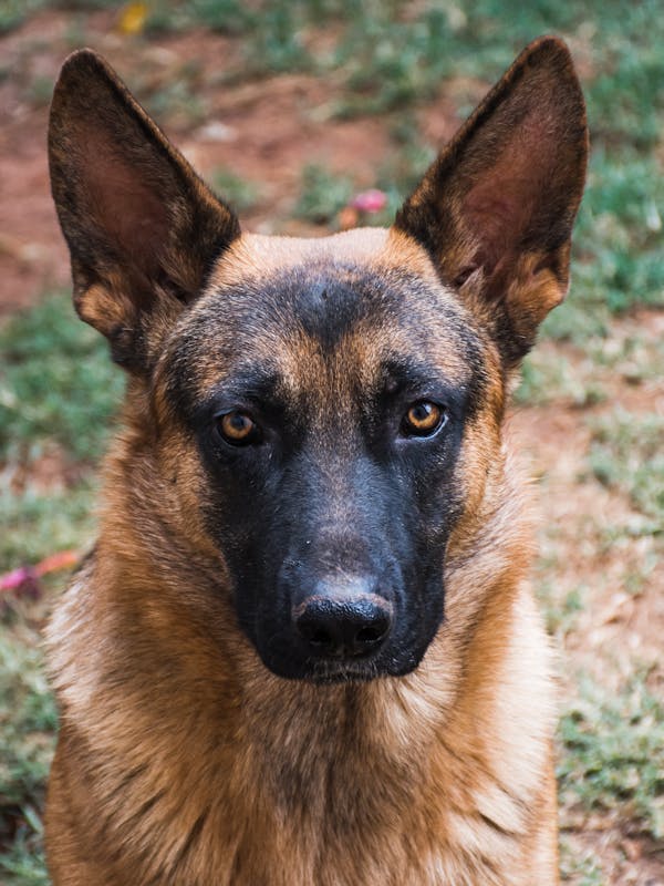 Black and Tan German Shepherd