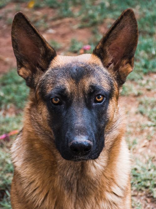 Free Close-up portrait of a German Shepherd dog outdoors in Nairobi. Stock Photo