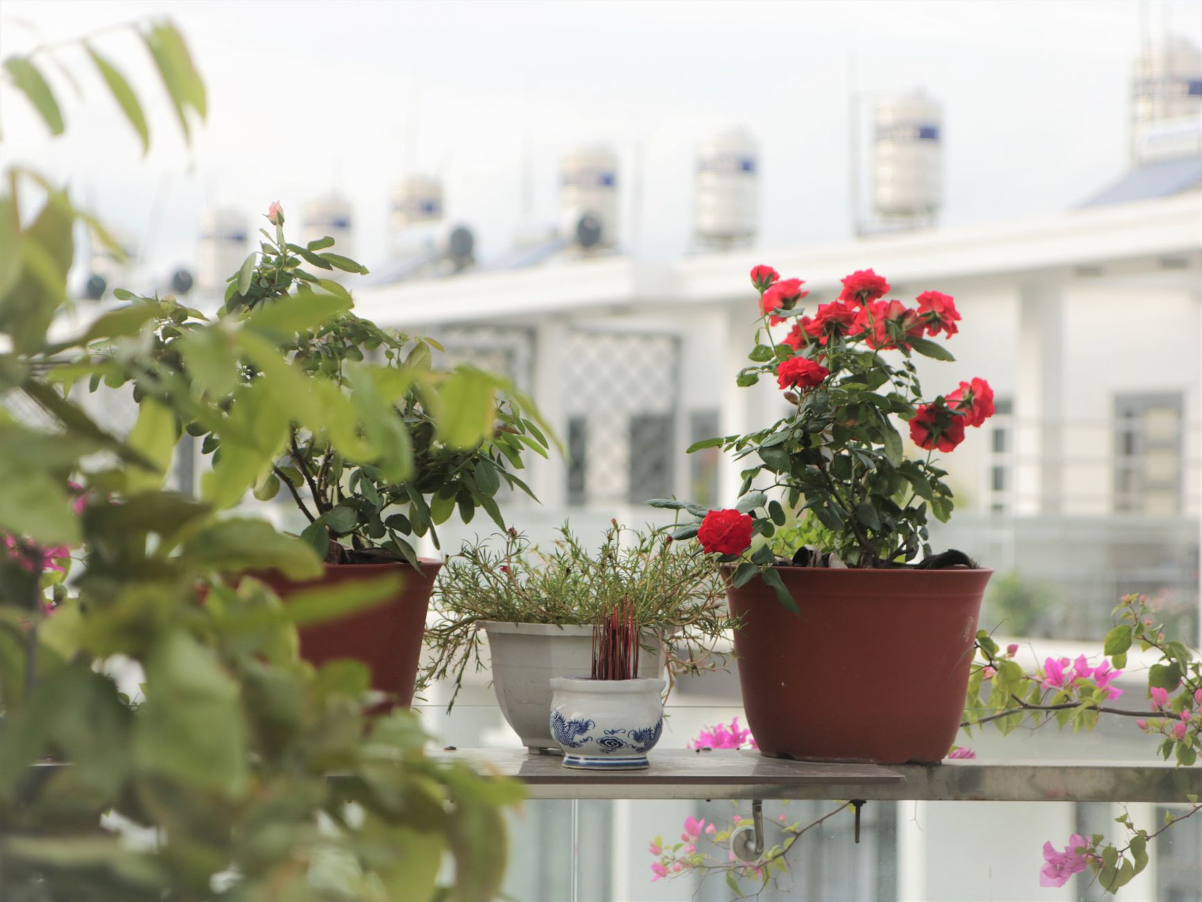 Potted plants with red flowers on a balcony in an urban setting, offering a touch of nature.