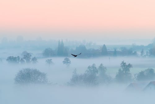 A Silhouette of a Bird Flying Above a Foggy Forest