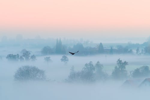 Photos gratuites de brouillard, brume, forêt