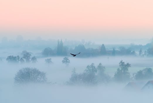 A lone bird gliding over a foggy landscape in Gmunden, Austria, at dawn.