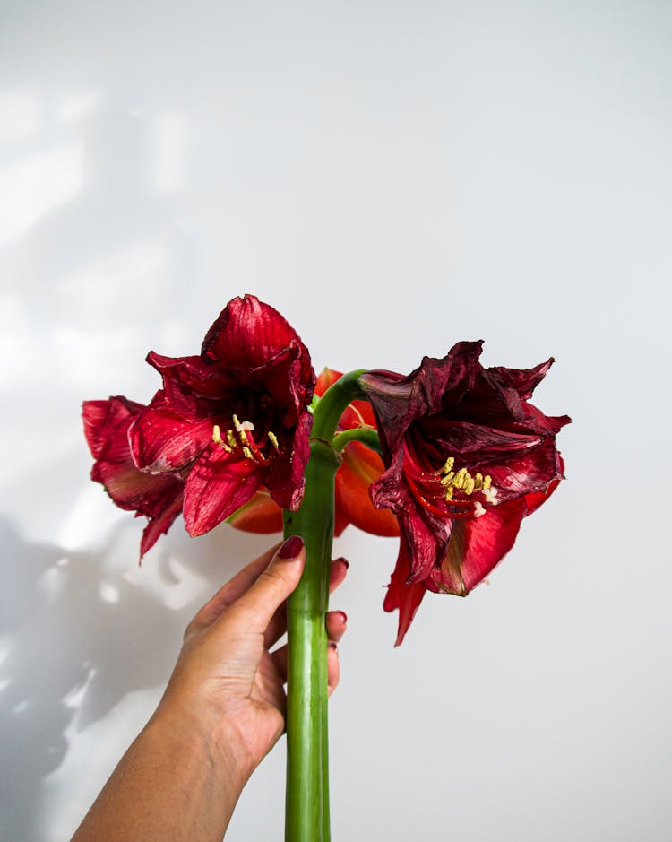 A Person Holding A Withered Flowers