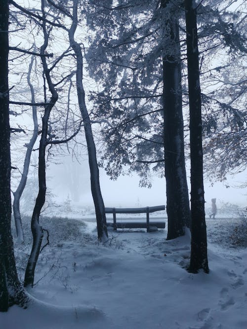 Photos gratuites de arbres, brouillard, chute de neige