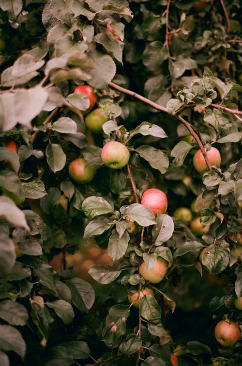 Gratis Foto stok gratis apel, buah, di luar rumah Foto Stok