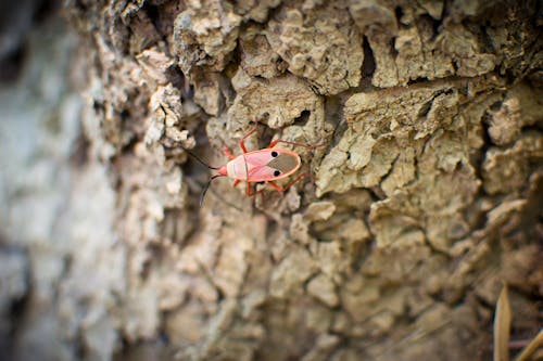 Free Roze Wit En Zwart 6 Legged Insect Stock Photo