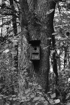 Monochrome image of a birdhouse attached to a tree trunk in a dense forest environment.