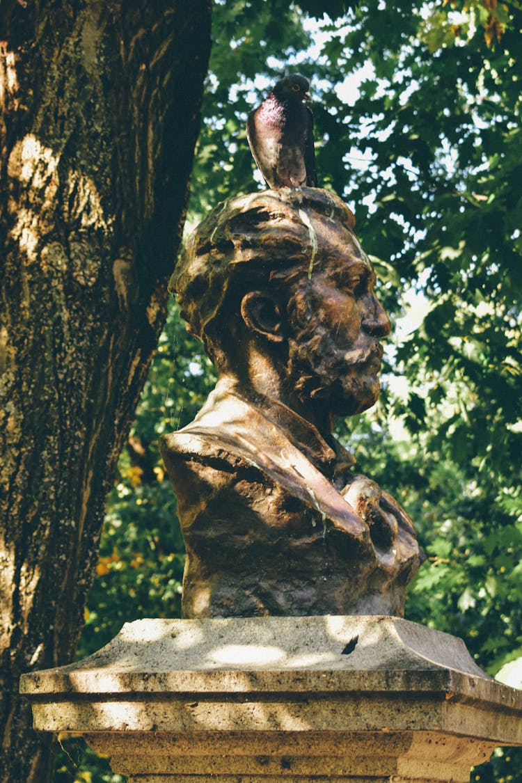 Pigeon Sitting On Bust