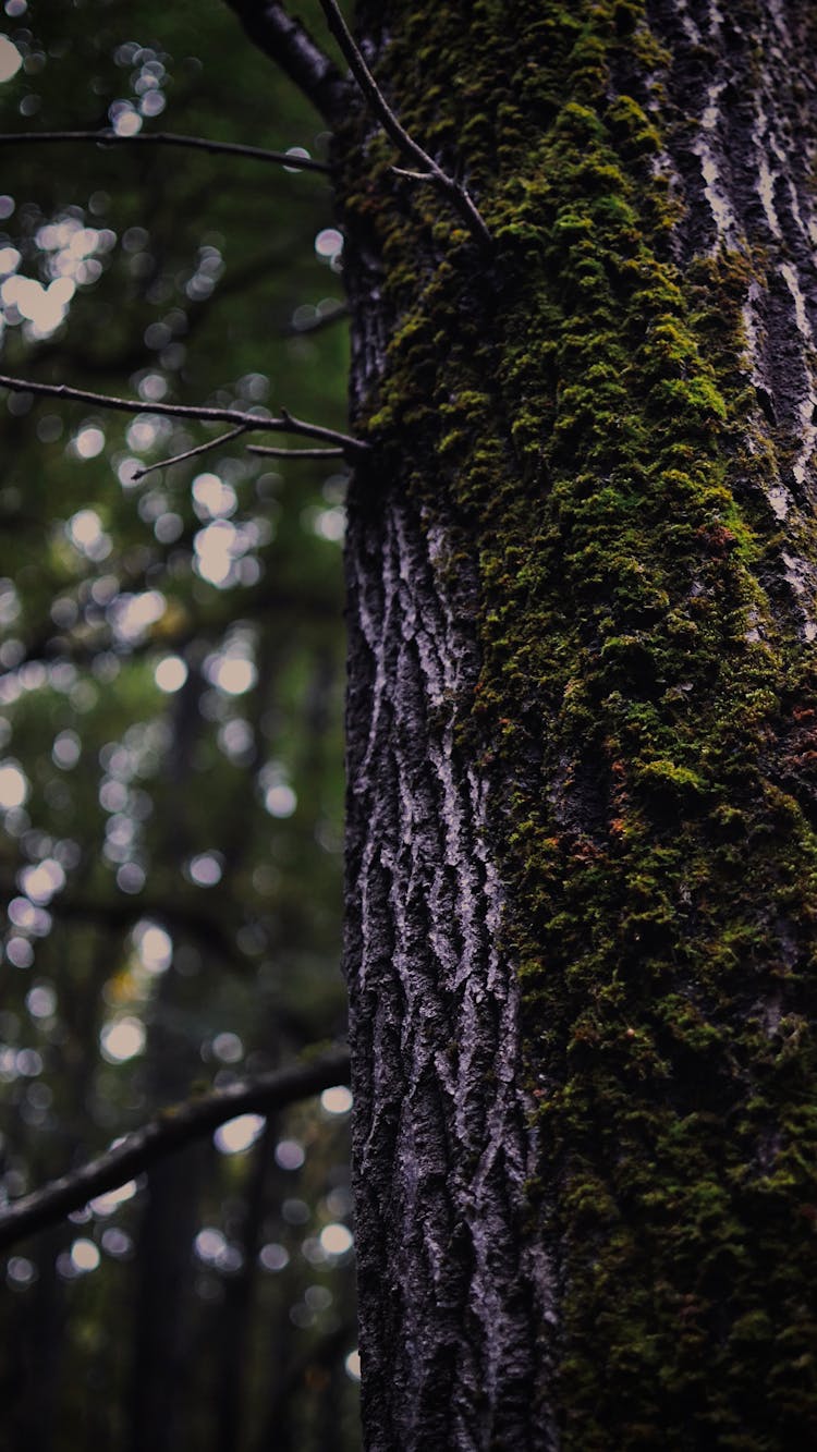 Close-up Of Moss On A Tree Trunk 