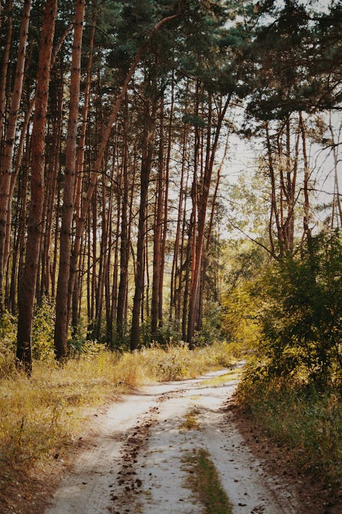 Безкоштовне стокове фото на тему «дерева, зелений, ліс» стокове фото