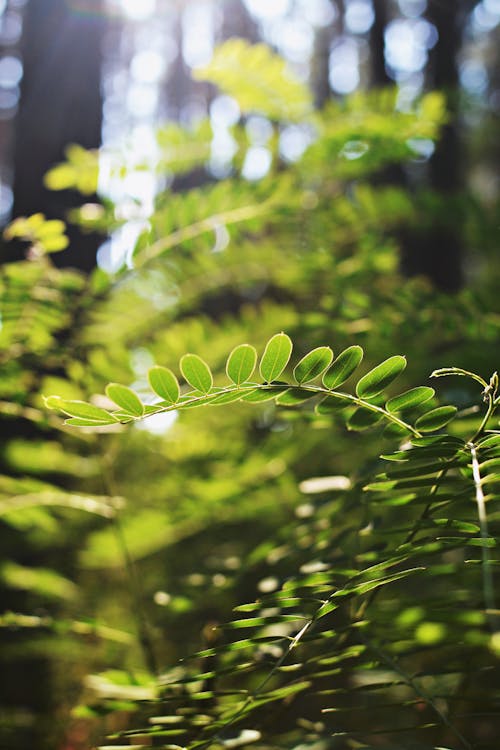 Close Up Photo of a Plant