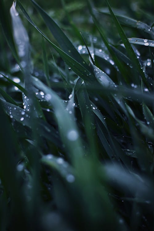 Kostnadsfri bild av grönt gräs, närbild, vattendroppar