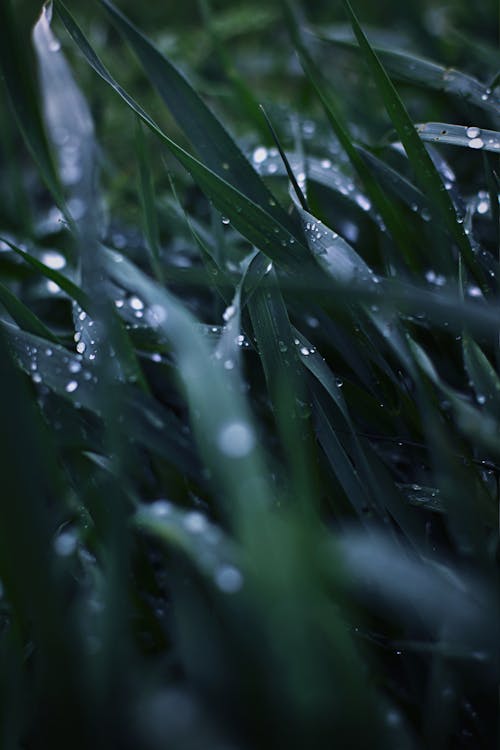 Fotos de stock gratuitas de césped verde, de cerca, gotitas de agua