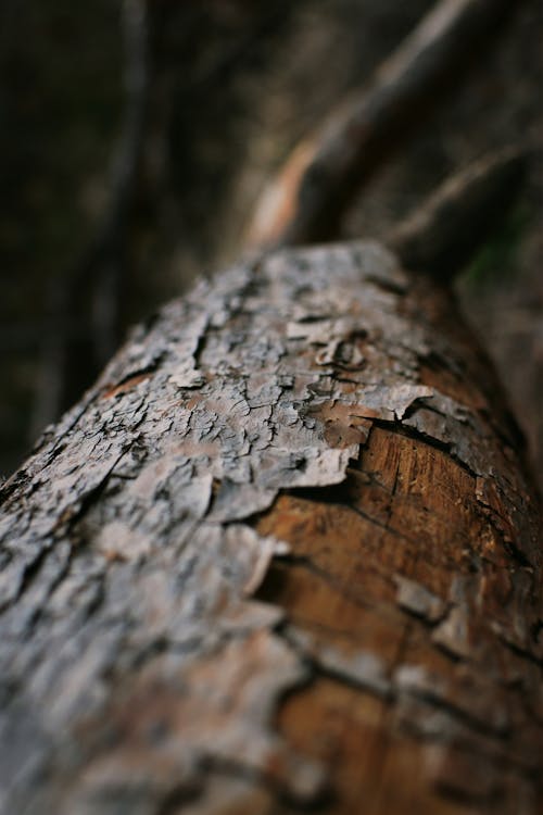 Close-Up Shot of a Tree Trunk 