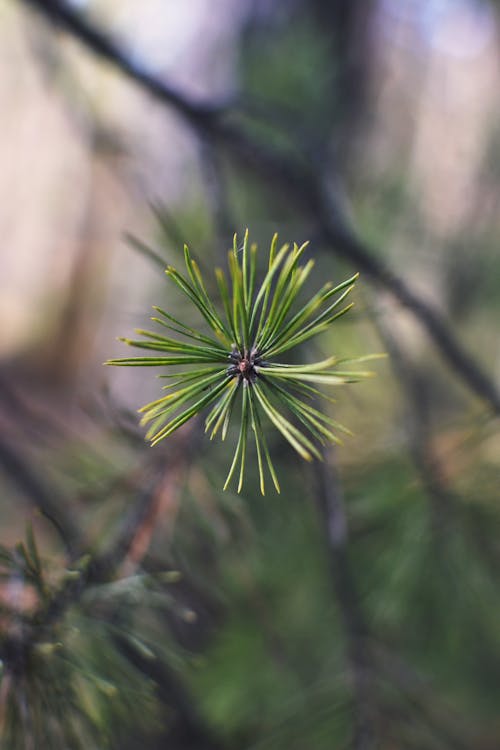 Kostnadsfri bild av gren, grön, lärkträd