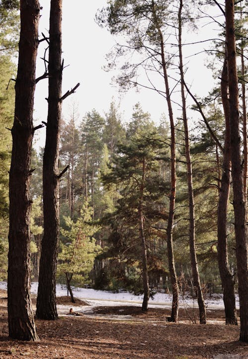 Kostnadsfri bild av landskap, natur, skog