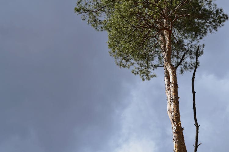 Coniferous Tree Against Sky