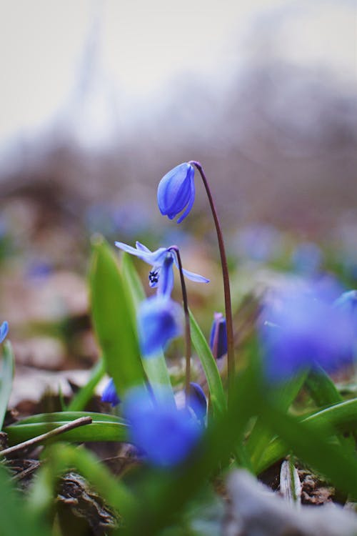 Základová fotografie zdarma na téma detail, jaro, kytka