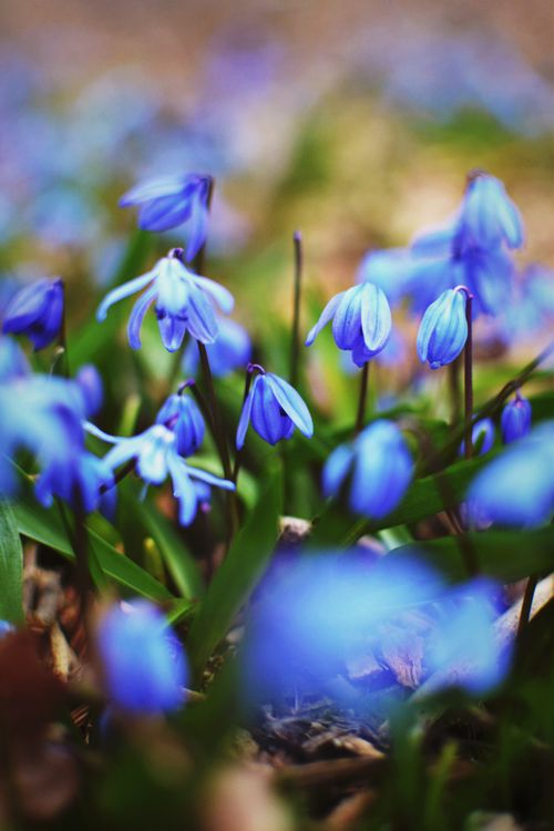 Free A cluster of vibrant blue Siberian Squill flowers in bloom with a blurred background, showcasing nature's beauty. Stock Photo