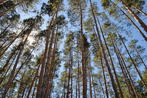 Forest Trees Under the Blue Sky 