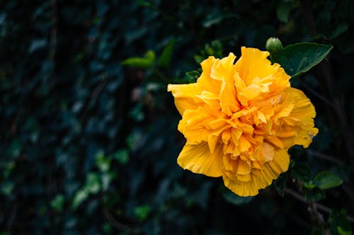 무료 꽃, 꽃 사진, 노란색 꽃의 무료 스톡 사진