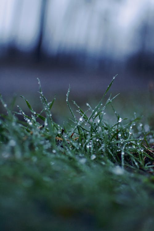 Close-Up Shot of a Wet Grass 