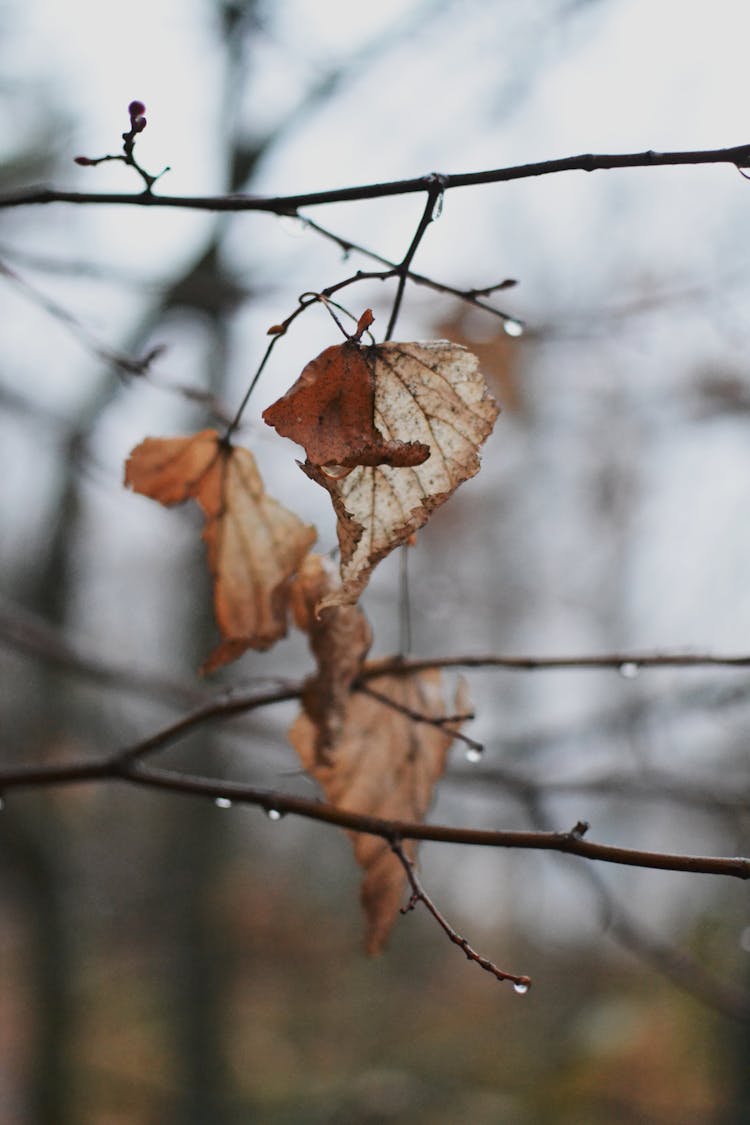 Leaf On Branch