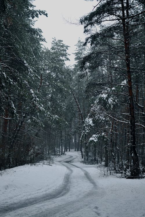 Snow-Covered Pine Trees in the Forest during Winter
