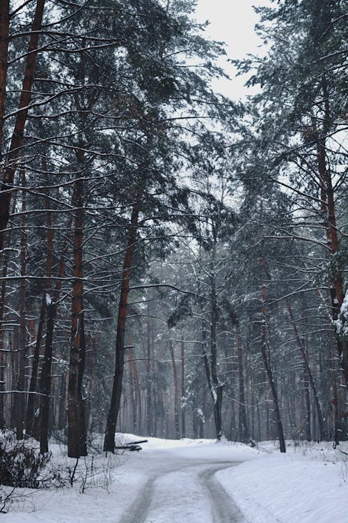 Snow-Covered Pine Trees in the Forest during Winter