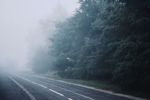 Free A tranquil foggy road surrounded by dense coniferous trees on a misty day, capturing nature's serene beauty. Stock Photo