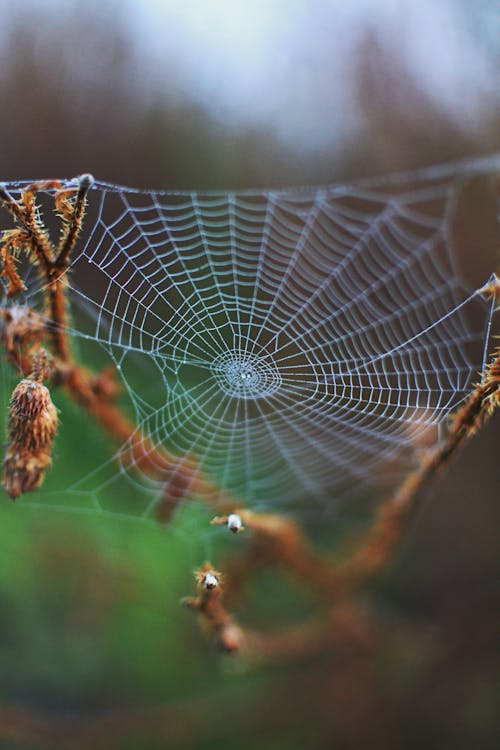 Close-Up Shot of Spider Web 