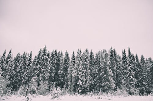 Low-Angle Shot of Snow-Covered Pine Trees in the Forest under the Sky