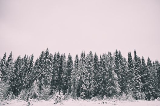 A serene winter scene featuring a snow-covered pine forest under a cloudy sky.