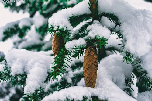 コーン, 冬, 常緑樹の無料の写真素材