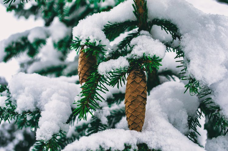 Coniferous Trees With Cones In Snow