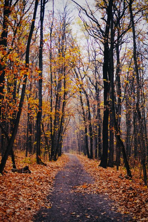 Free A serene forest path in autumn with vibrant fall foliage and fallen leaves. Stock Photo