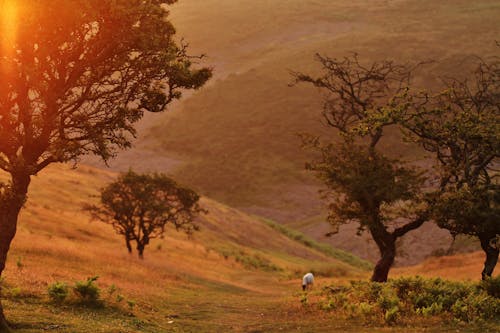 Foto d'estoc gratuïta de animal, arbres, camp