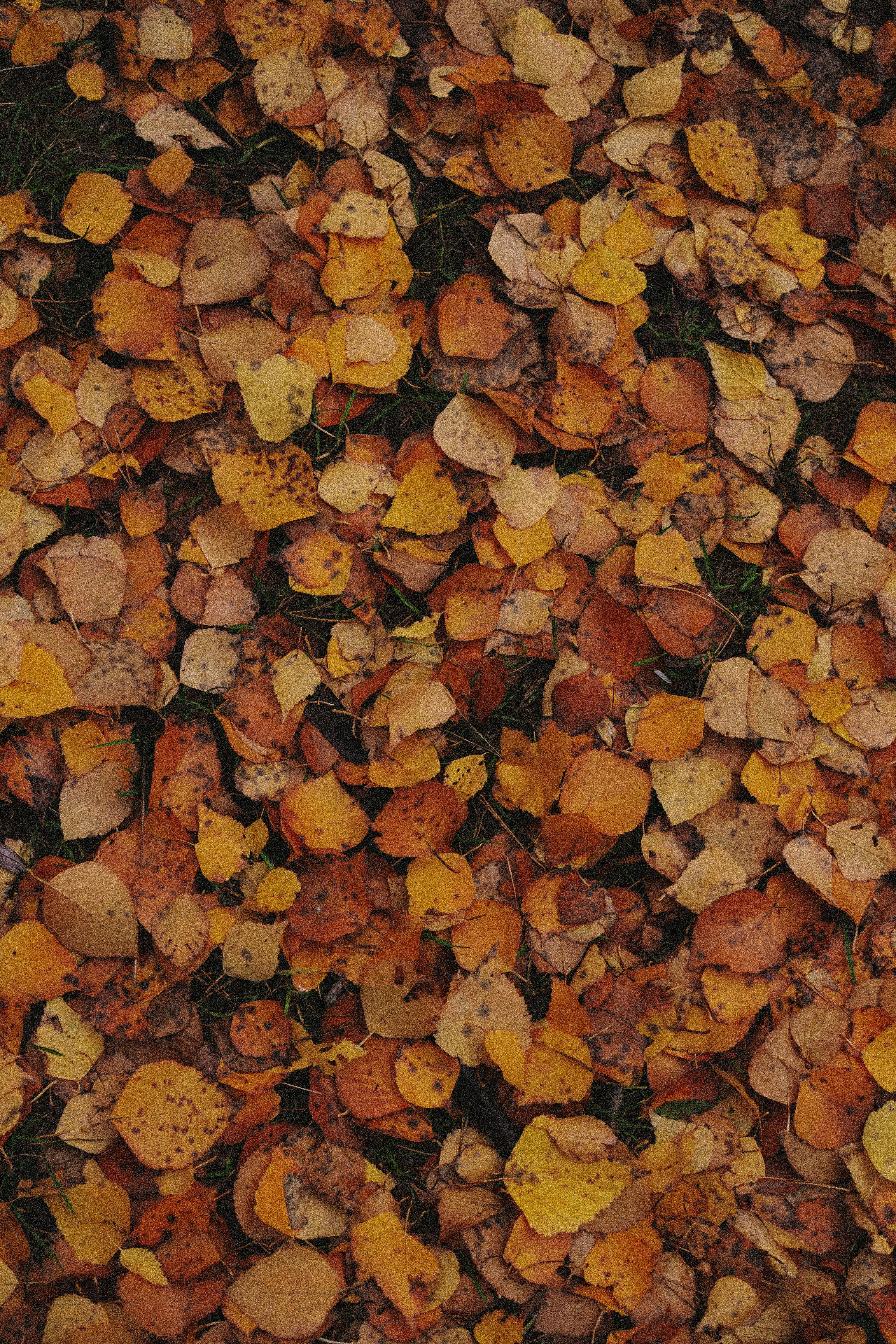 A vibrant display of colorful autumn leaves scattered on the ground, creating a natural pattern.
