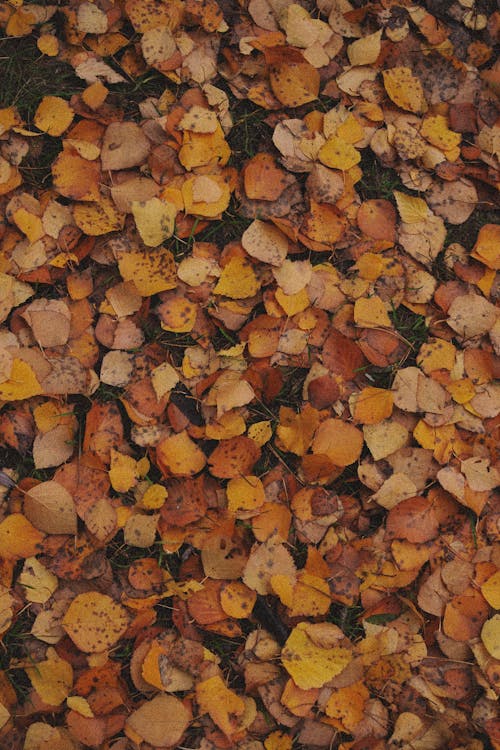 Yellow and Orange Leaves on a Ground 