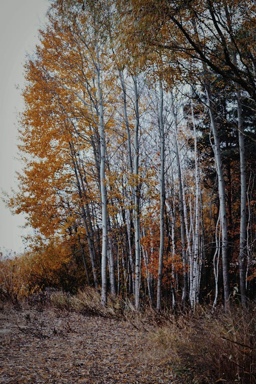 Kostnadsfri bild av björk, höst, natur