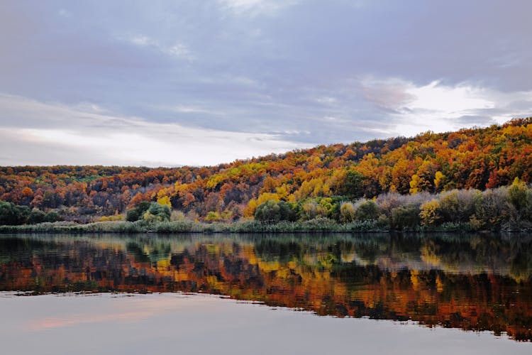 Reflection Of Trees In Lake