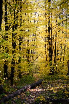 Beautiful autumn forest with a path and vibrant yellow leaves.